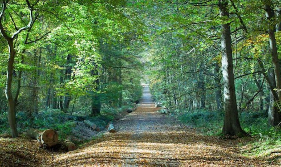 foret carnelle